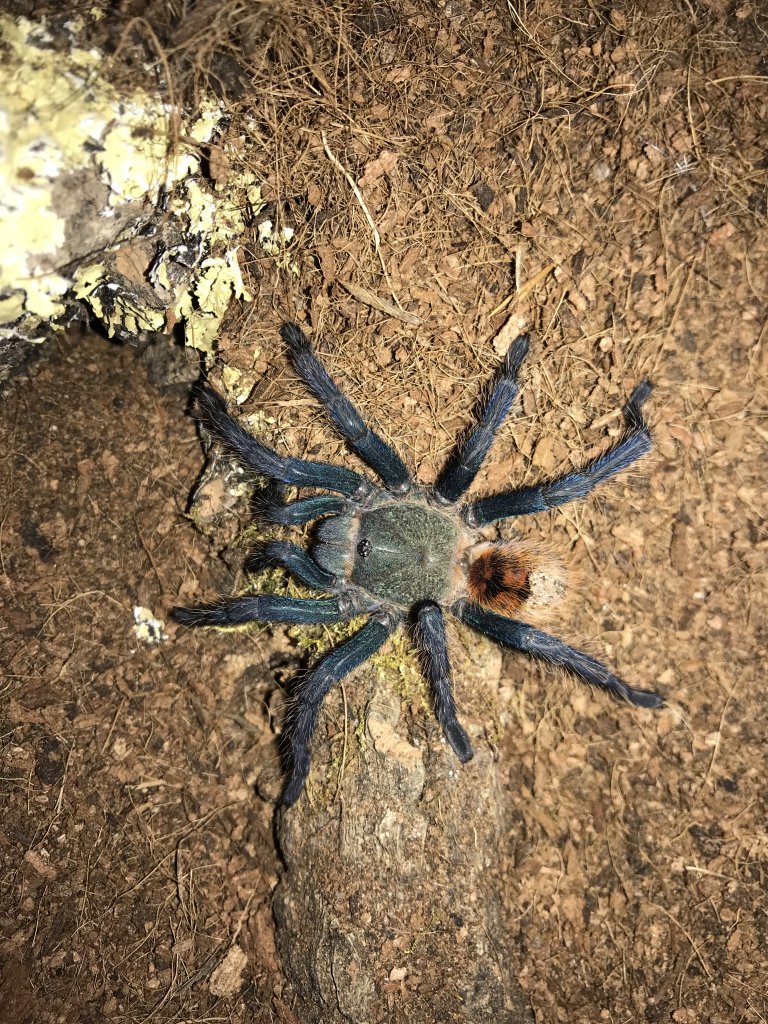 Freshly Molted GBB