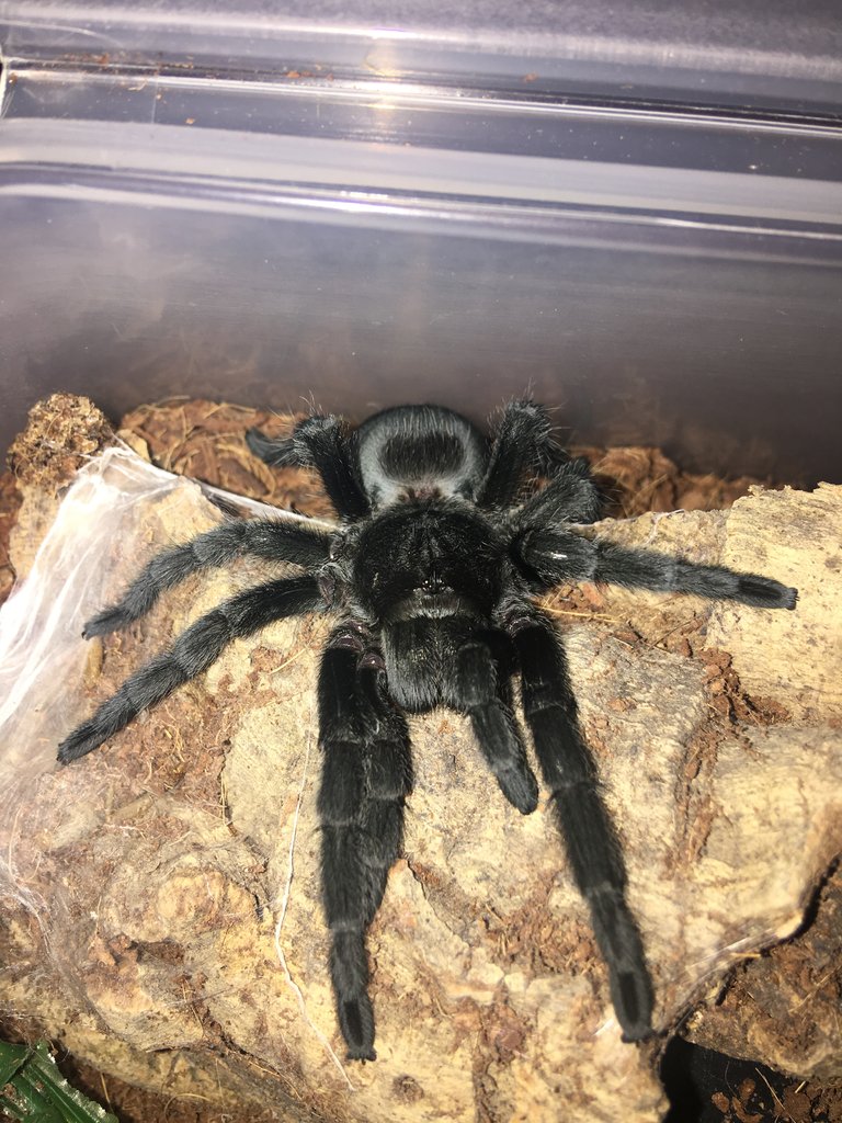 Freshly molted Grammostola pulchra