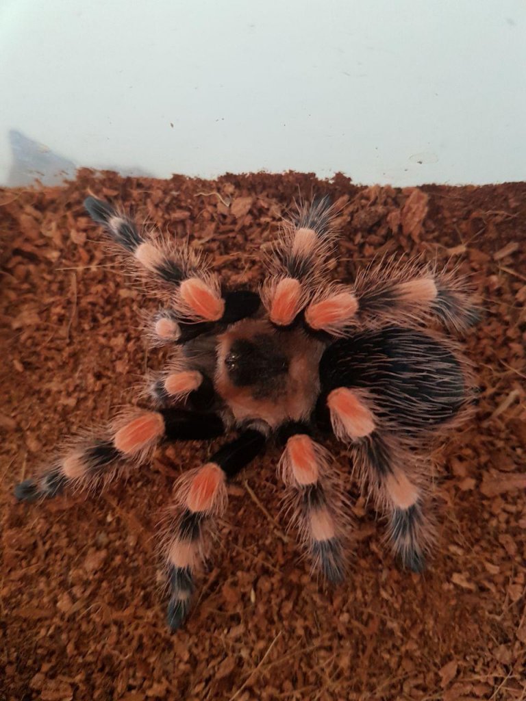 Freshly molted hamorii