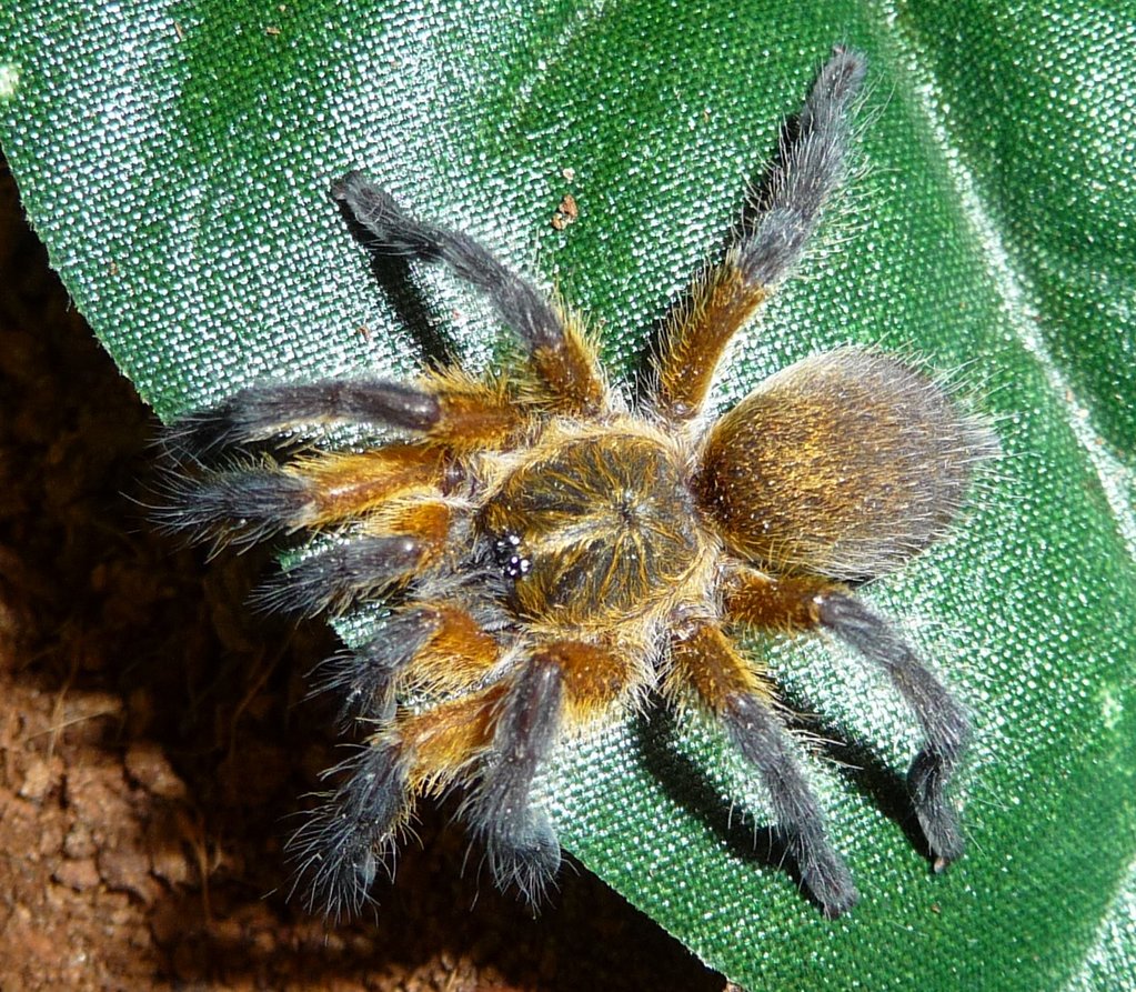 Freshly molted Harpactira pulchripes sling