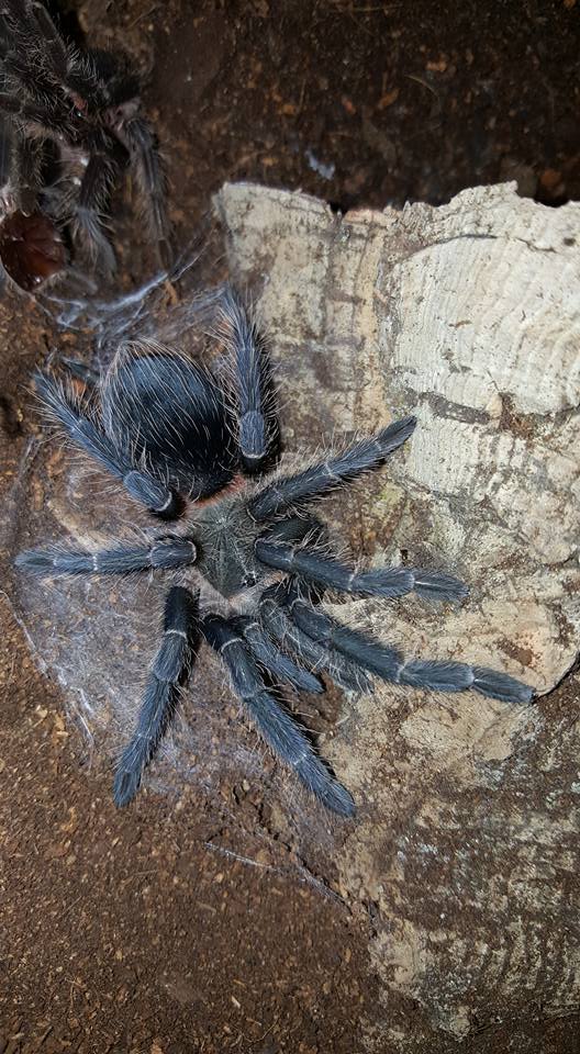 Freshly molted juvenile L. parahybana