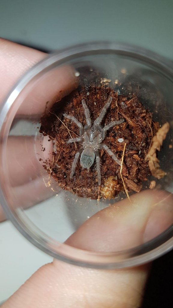 Freshly molted Lasiodora Parahybana