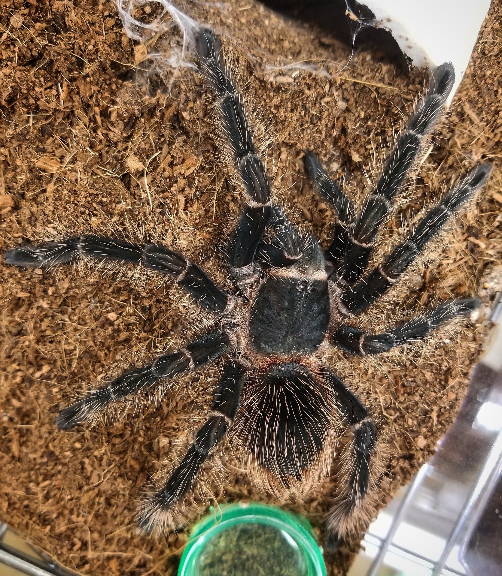 Freshly molted Lp