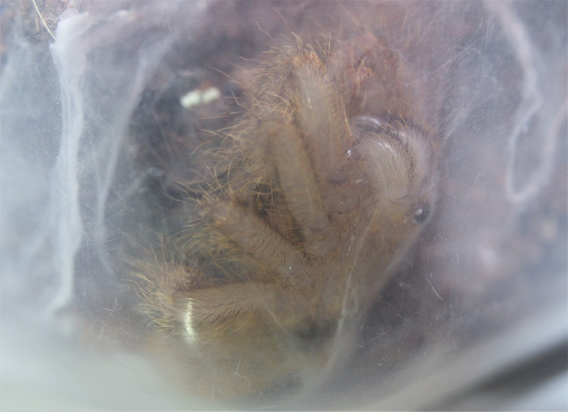 Freshly Molted OBT