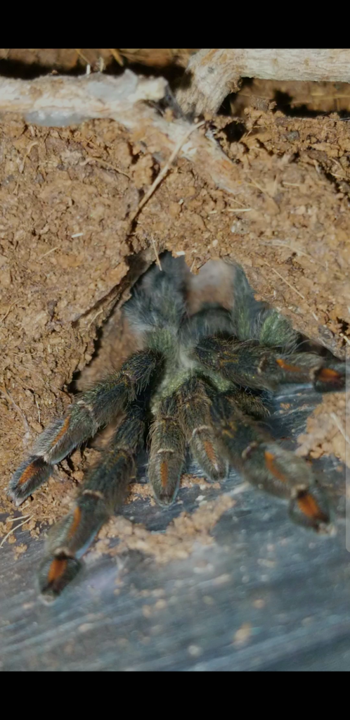 Freshly molted P. cambridgei