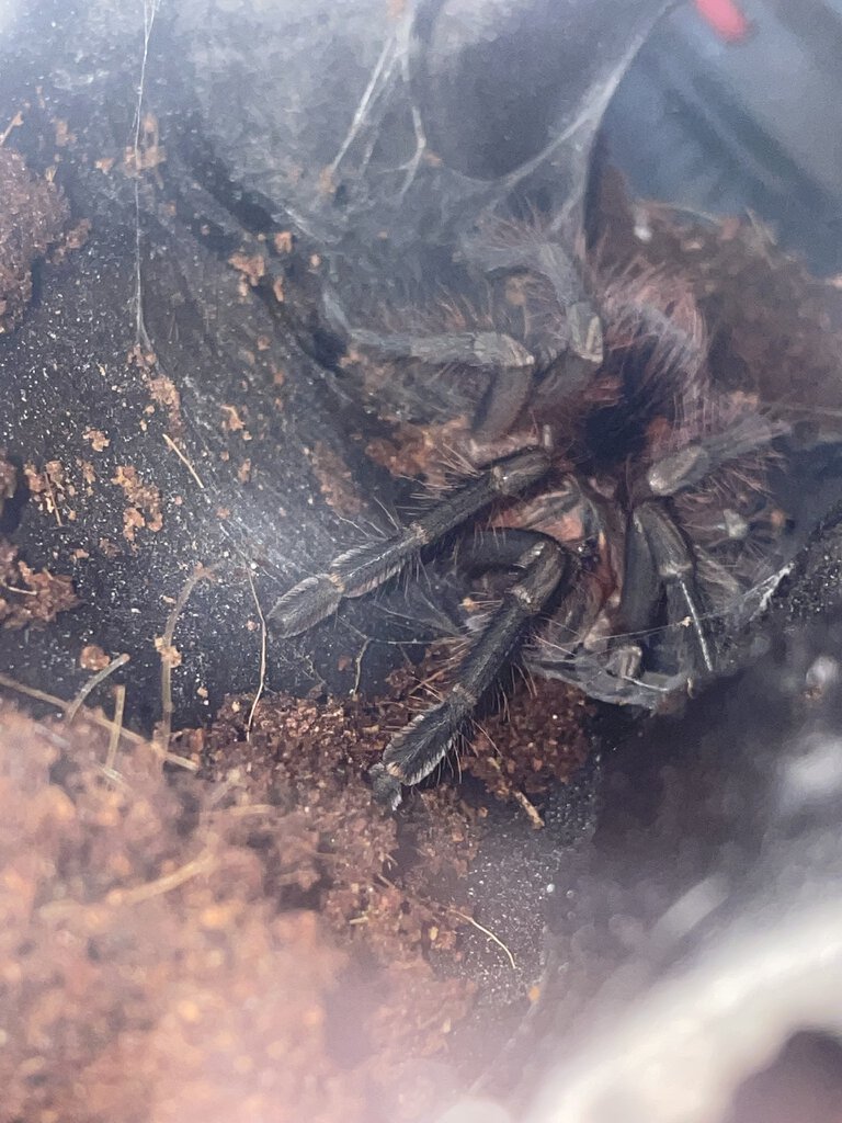 Freshly molted Pampho platyomma baby