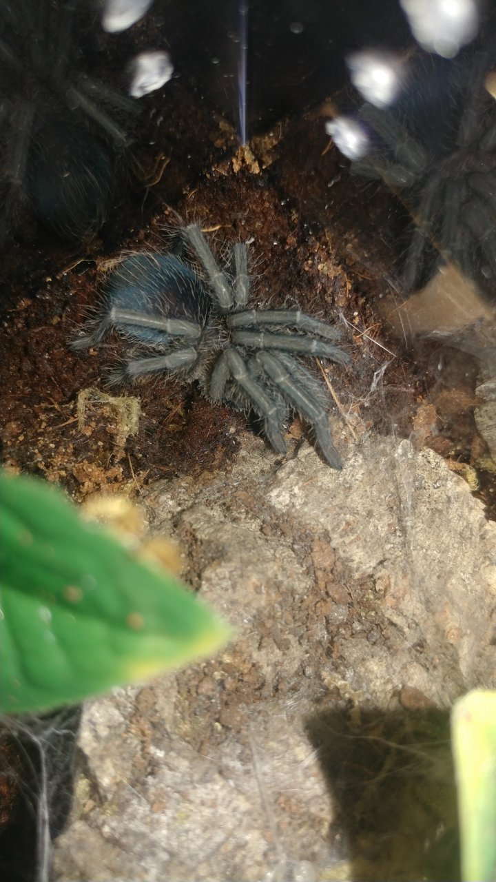 Freshly molted Phormictopus cancerides