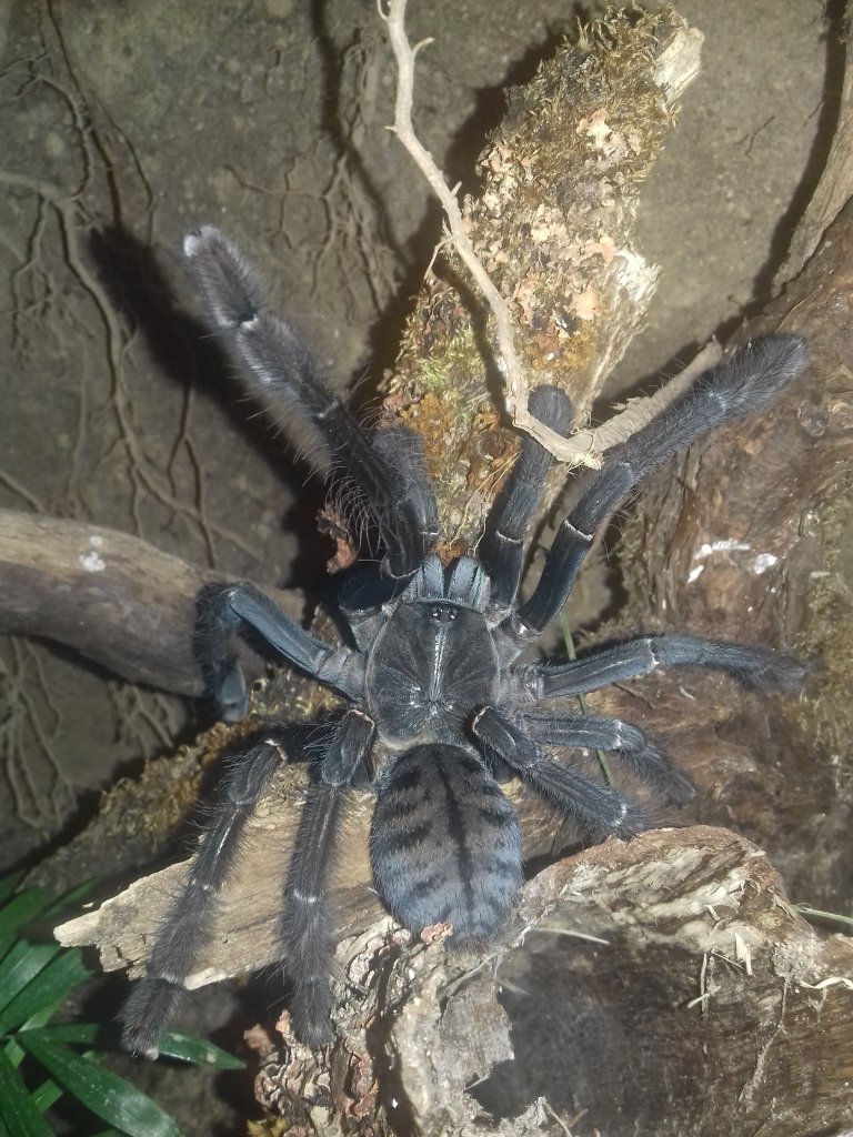 Freshly molted Phormingochilus carpenteri