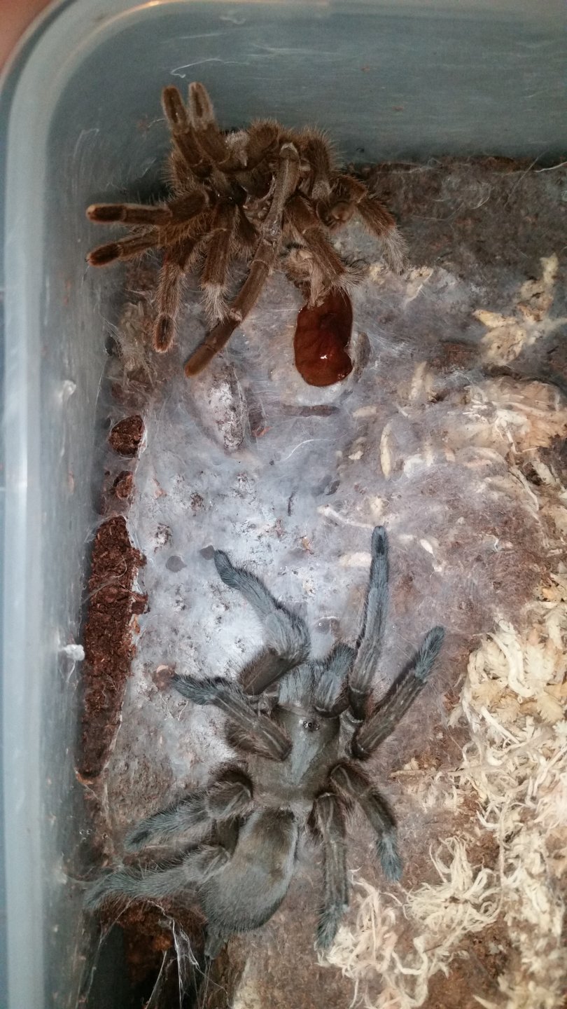 Freshly molted Selenotholus Kotzman