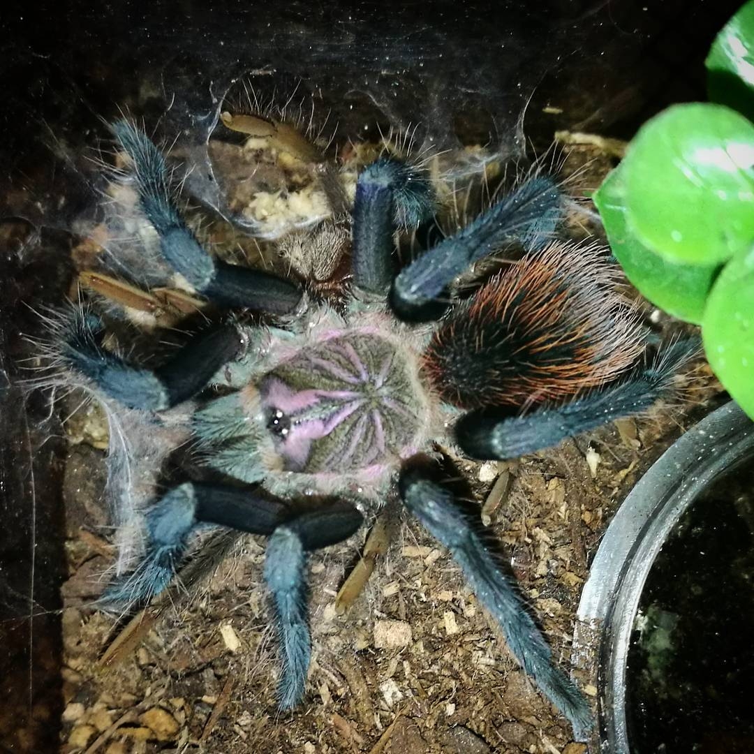 Freshly molted Xenethsis immanis