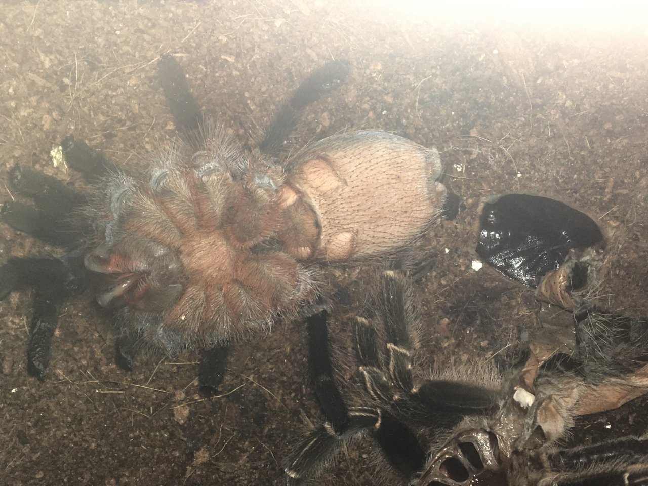 Freshly molted