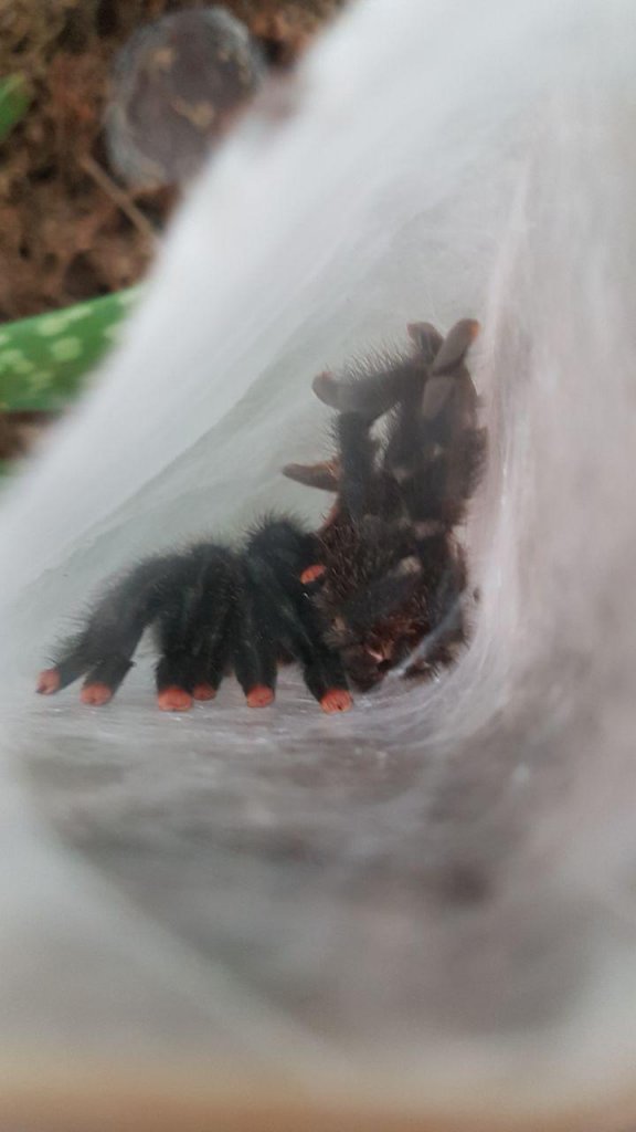 Freshly molted