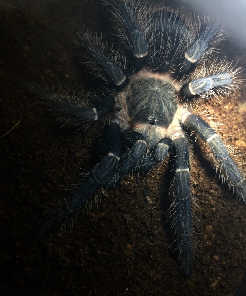 Freshly molted