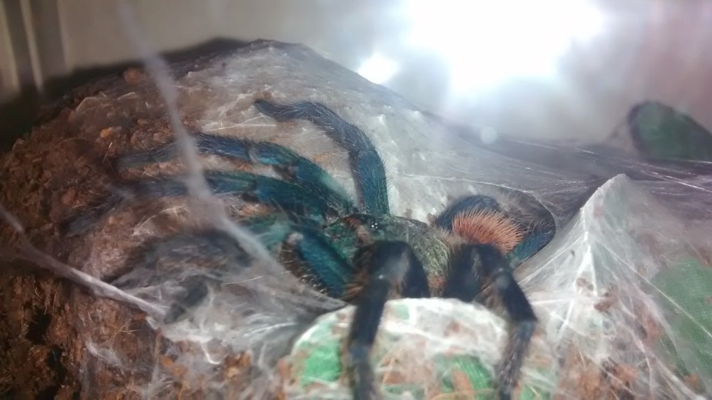 Freshly moulted C. cyaneopubescens