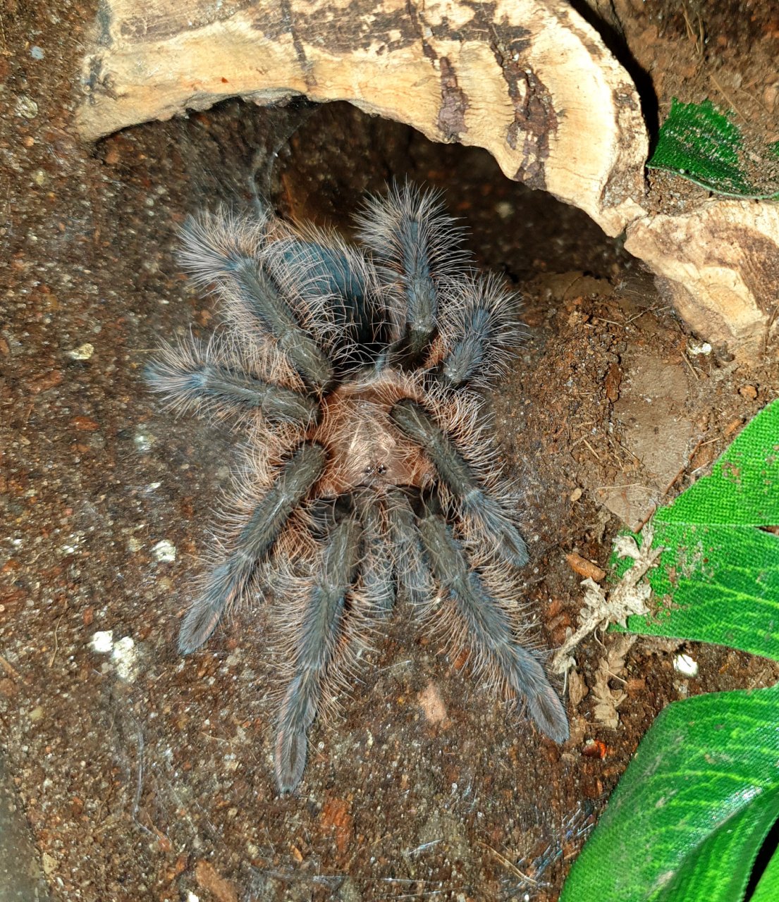 Freshly moulted!