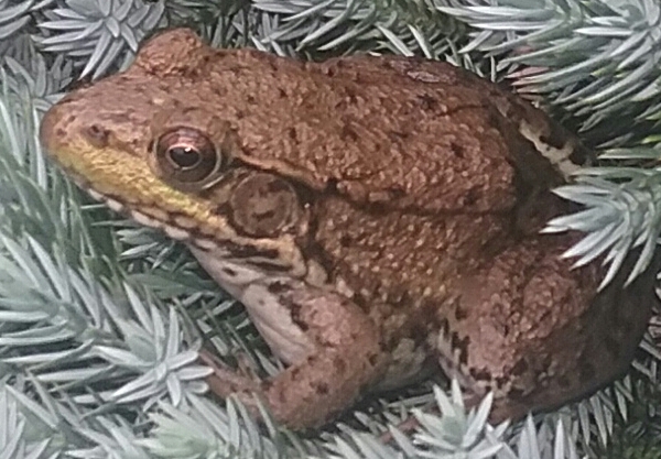 froggie