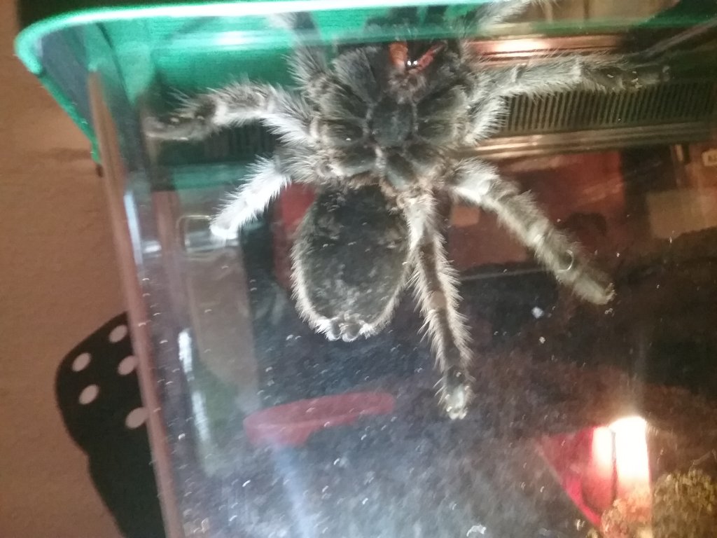 G. Porteri Male or Female?