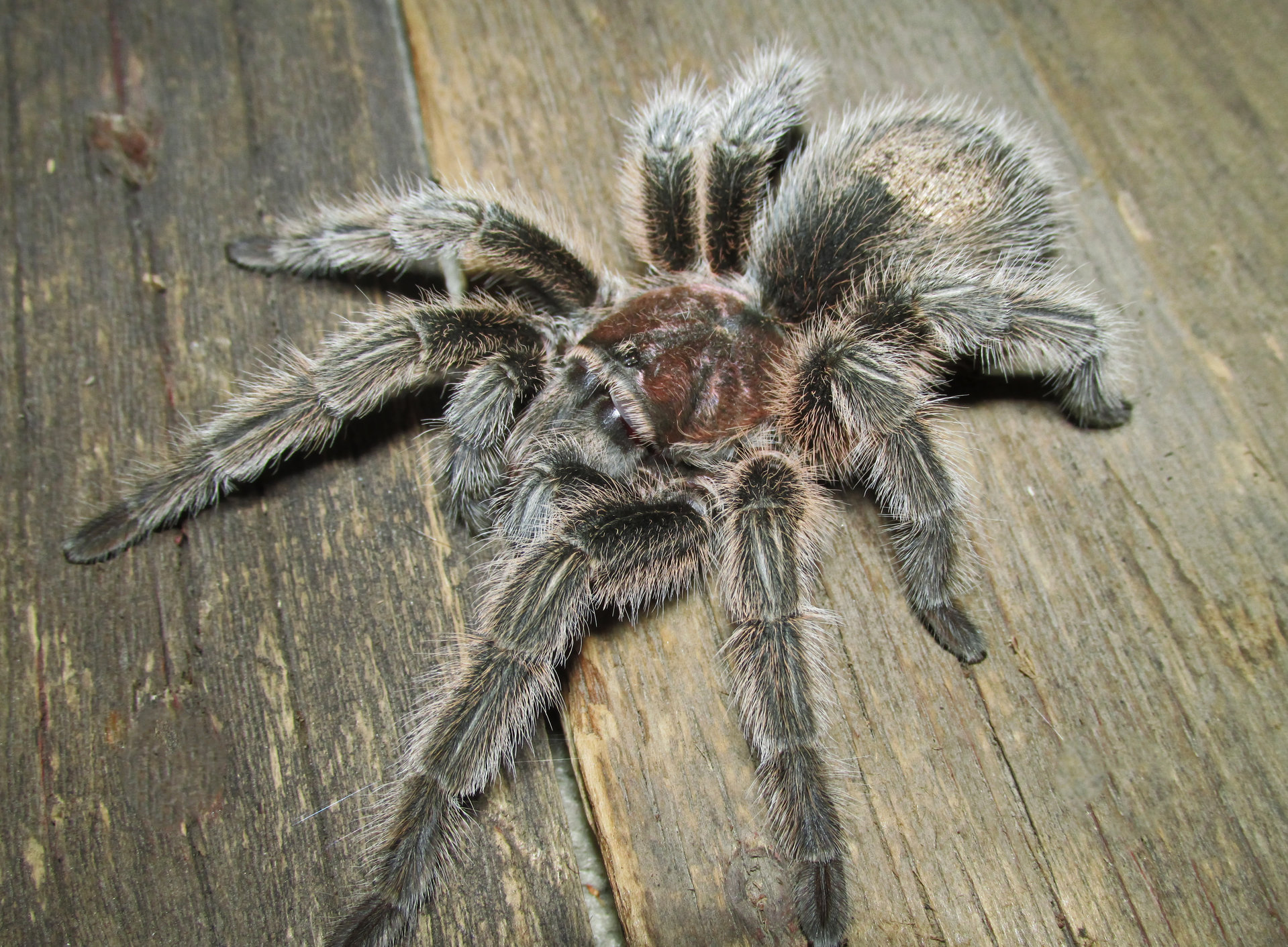 G. porteri