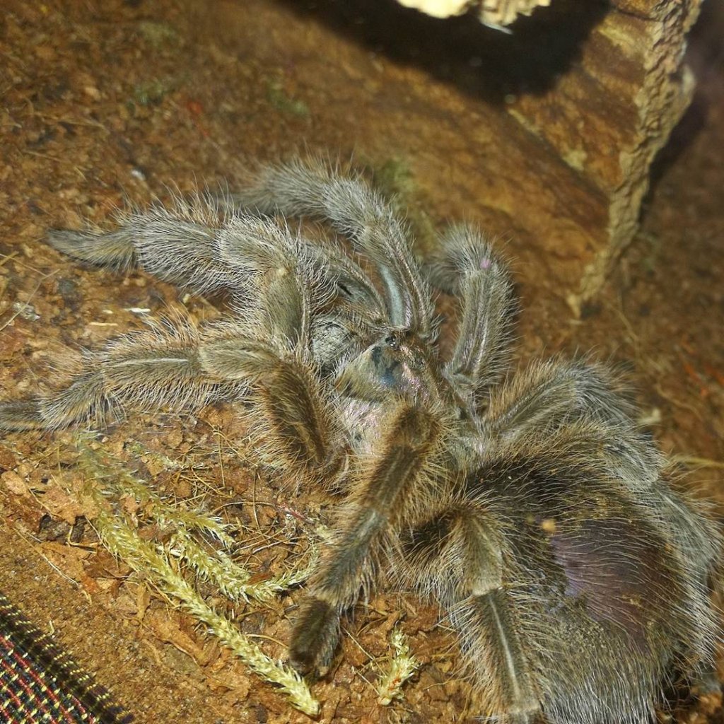 G. porteri