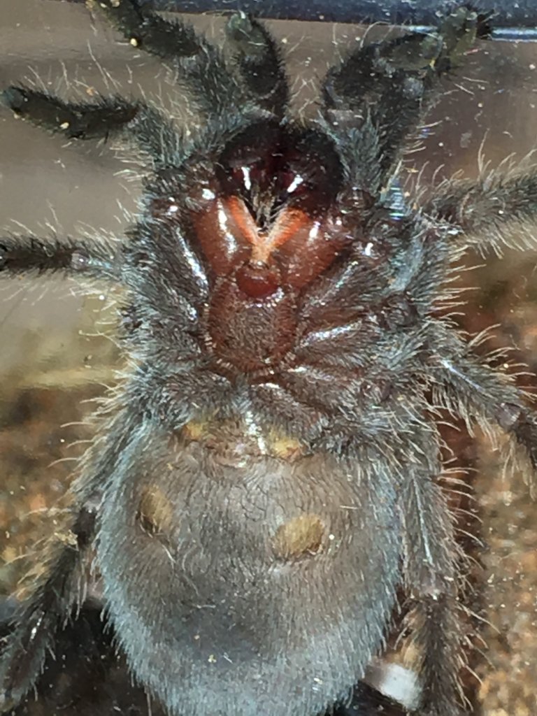 G. pulchra, DLS 1.75", age about 1.5 years