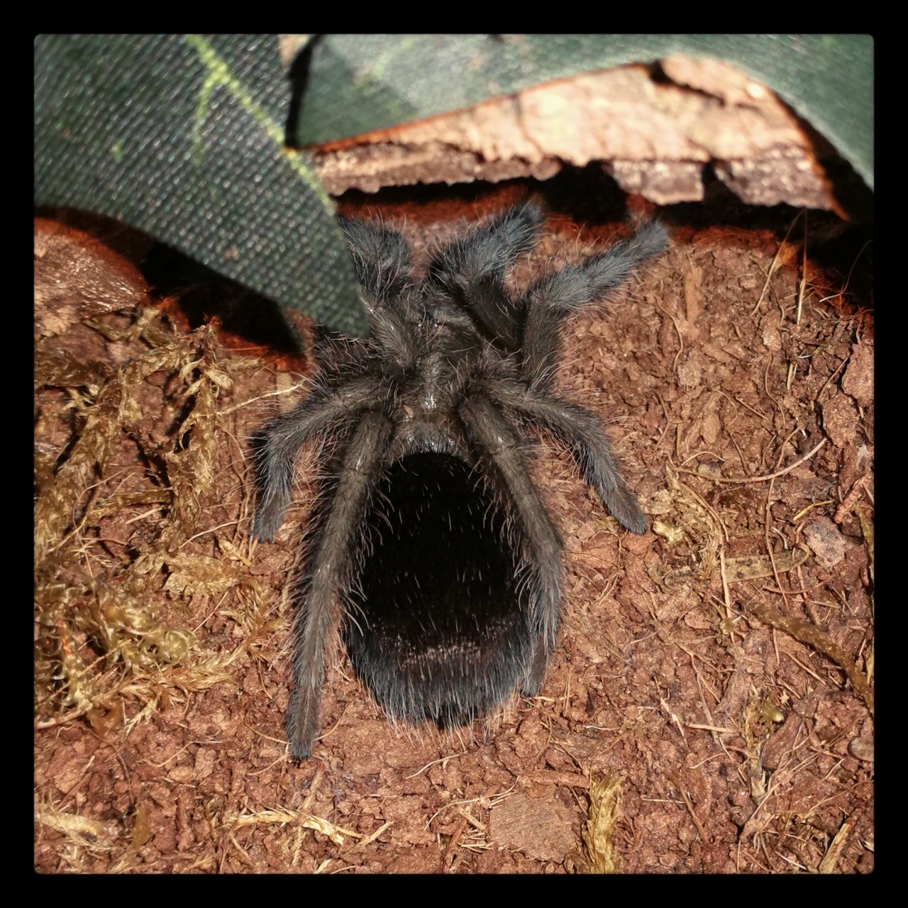 G. pulchra just molted