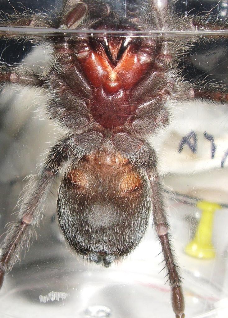 g pulchra