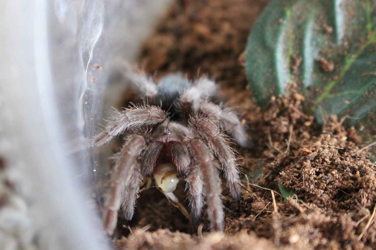 G. pulchra