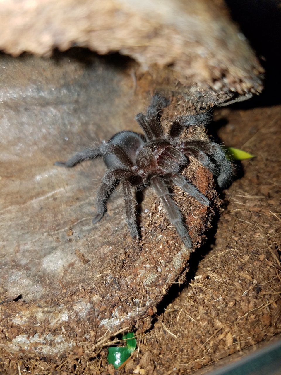 G. Pulchra