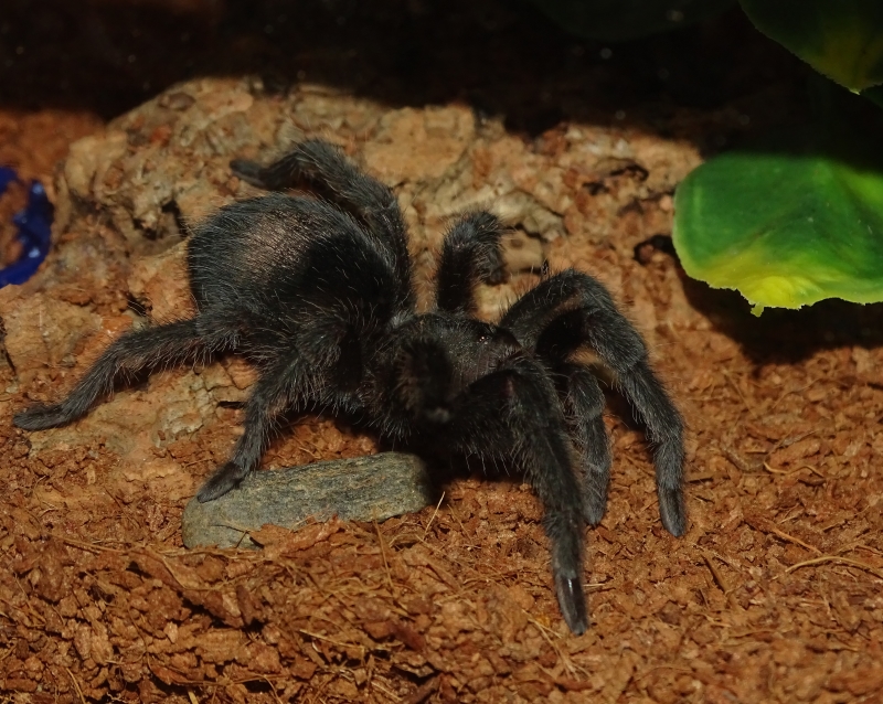 G. pulchra