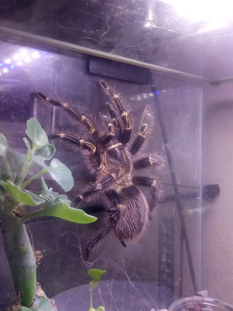 G pulchripes 0.1