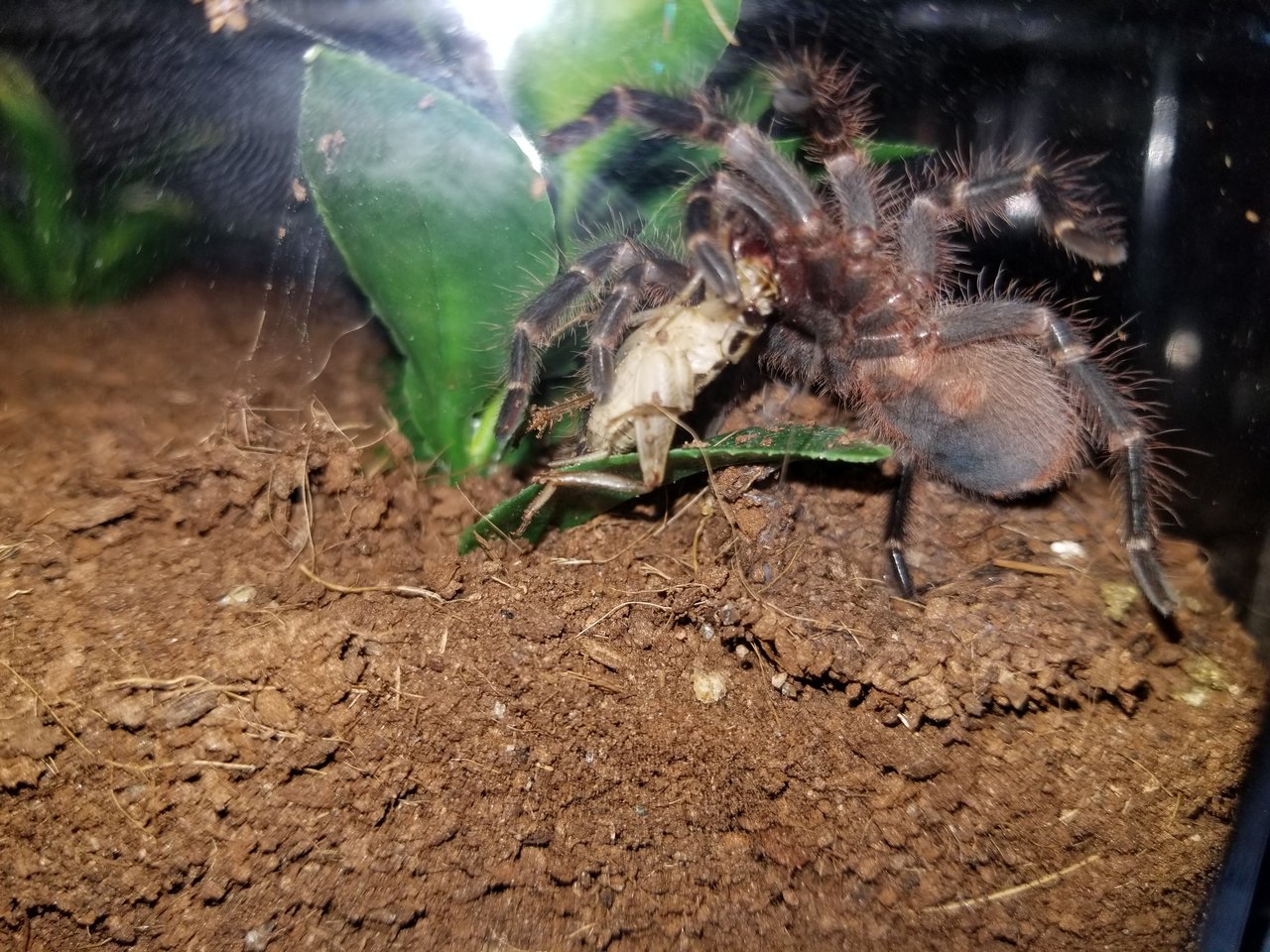 G. pulchripes #1