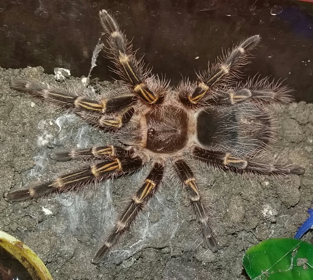 G. pulchripes #3