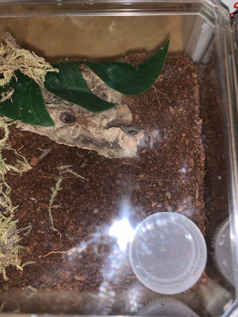 G. pulchripes Day One