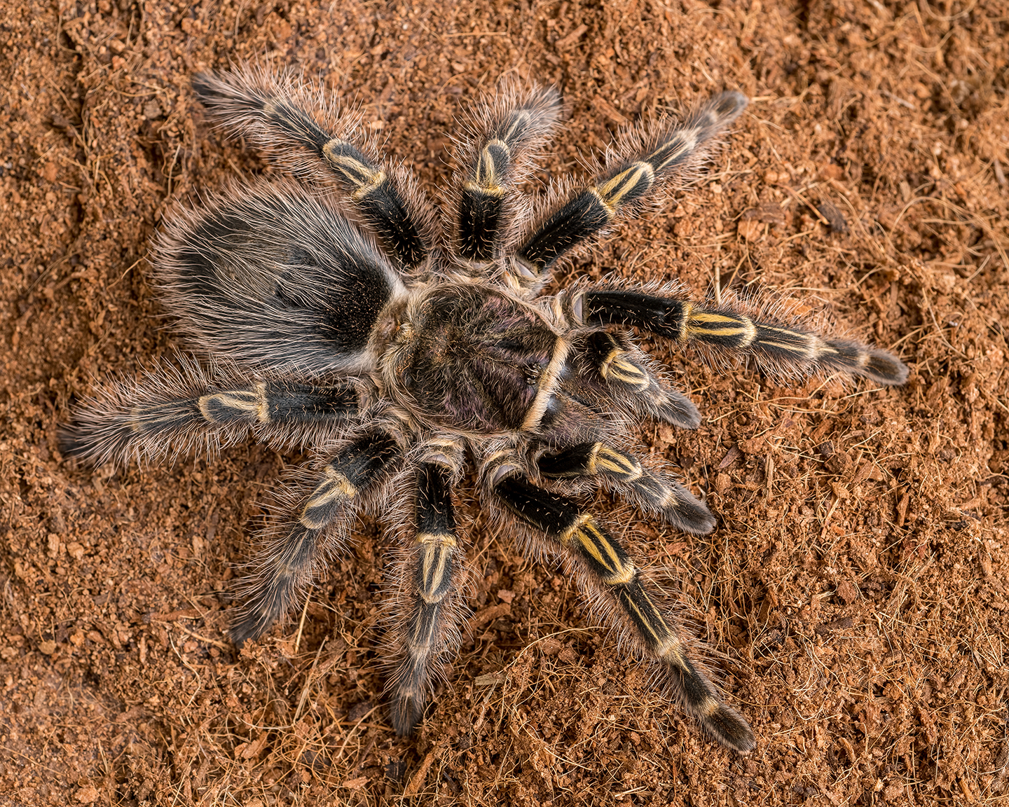 G. pulchripes female (Legs)