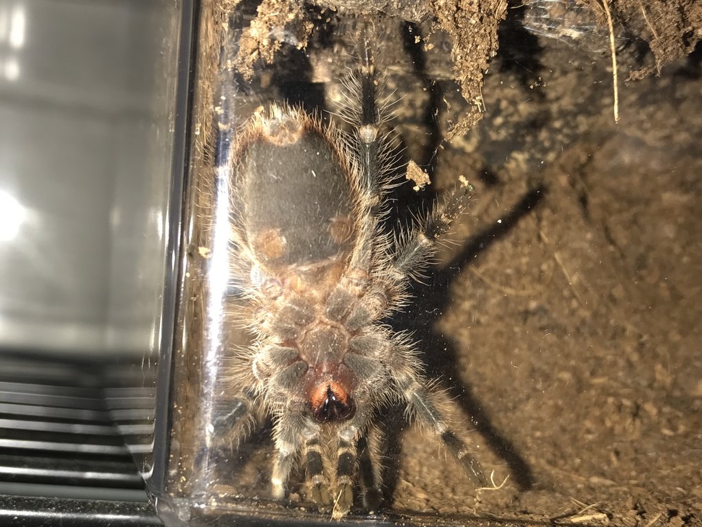 G. pulchripes juvie