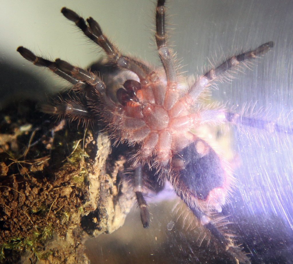 G.Pulchripes male or female?