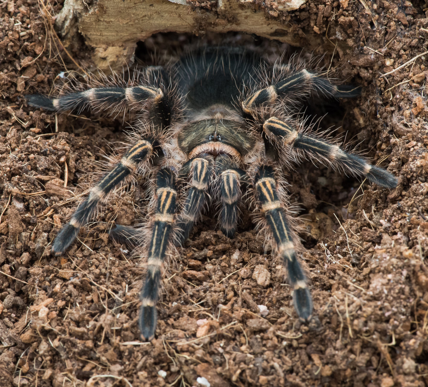G. pulchripes male