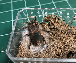 G. Pulchripes molting