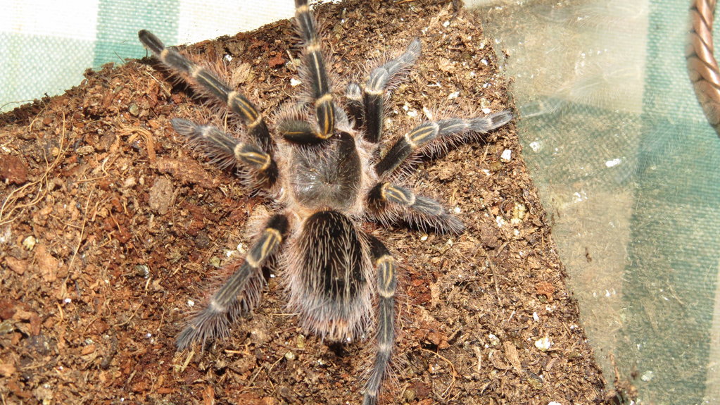 G.Pulchripes or E. Campestratus