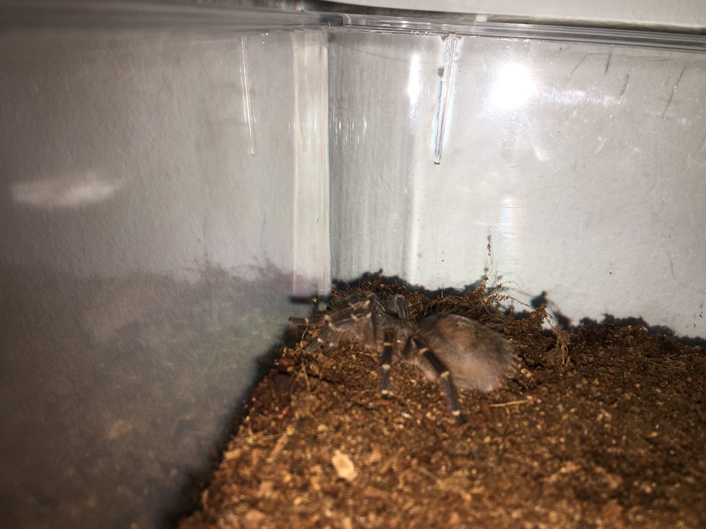 G pulchripes