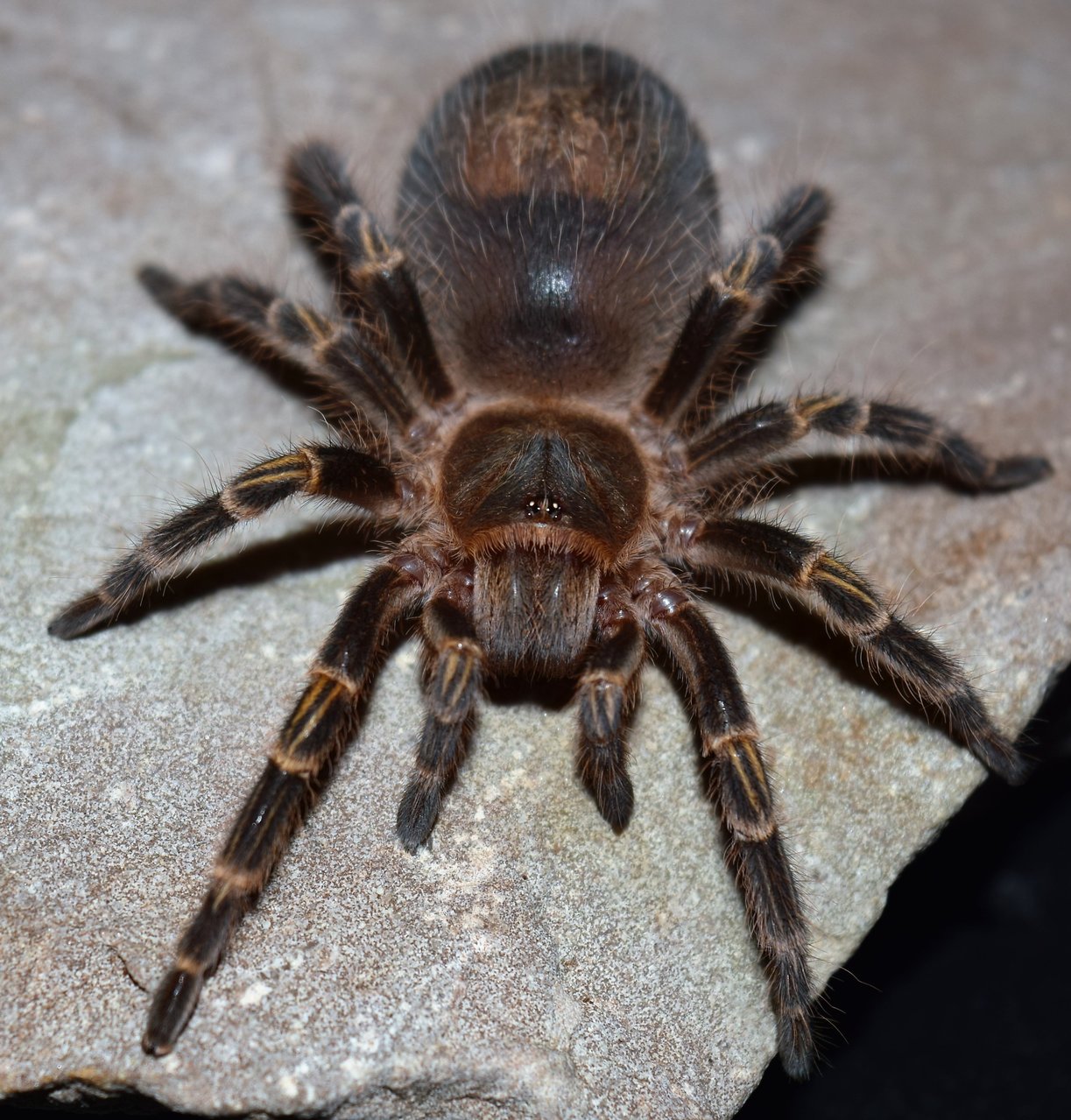 G. pulchripes