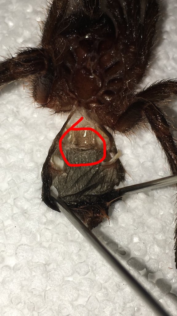 G pulchripes