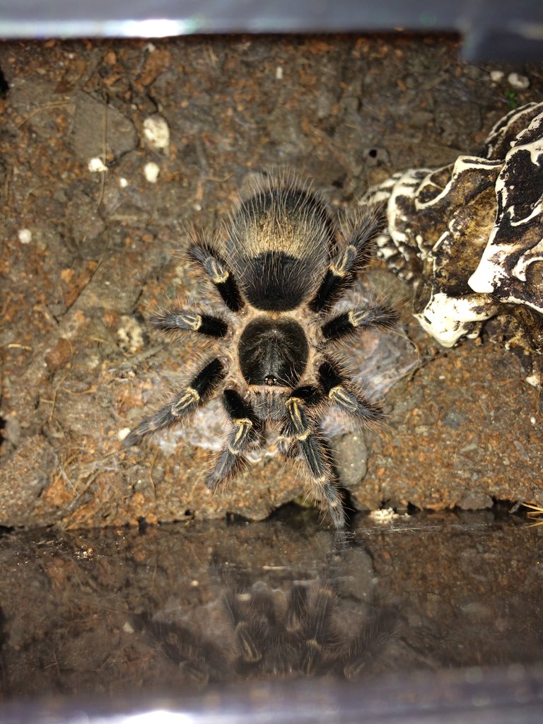 G. pulchripes