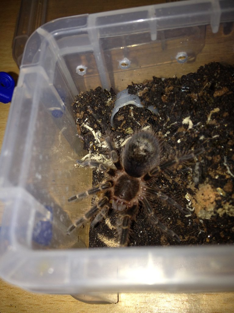 G.pulchripes