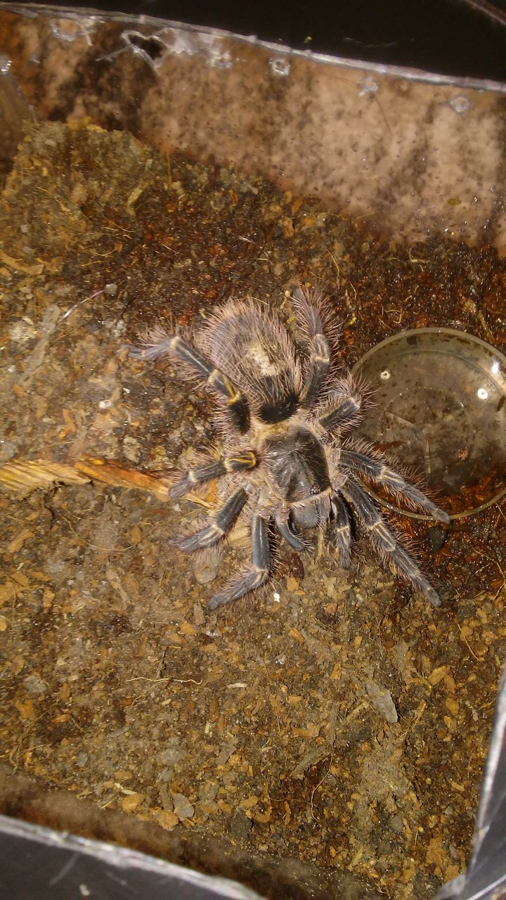 G. Pulchripes