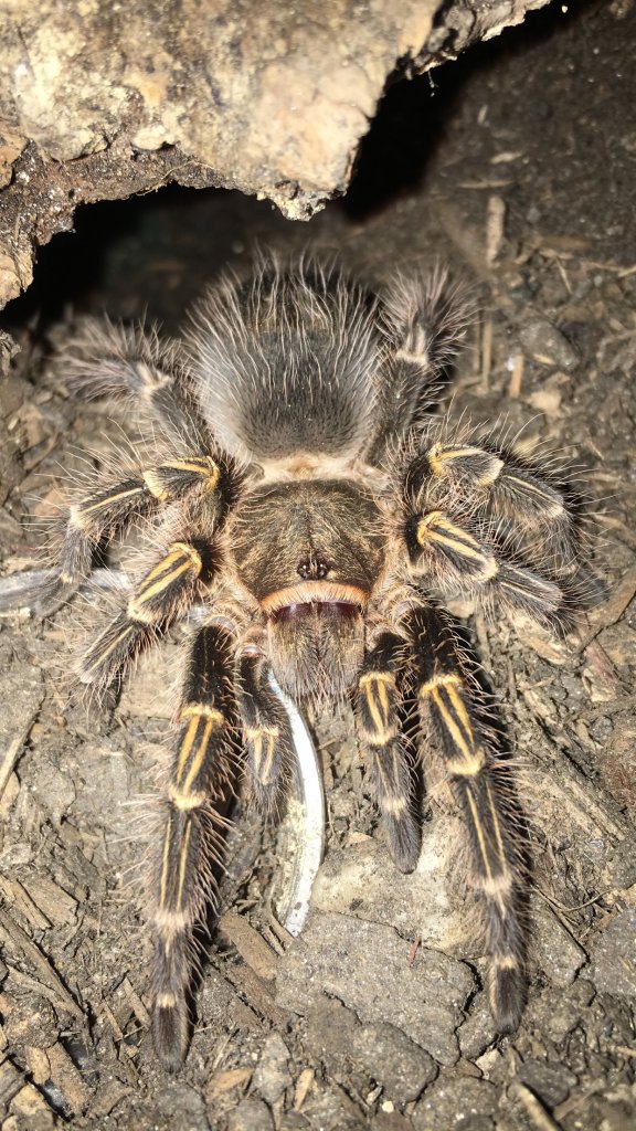 G pulchripes