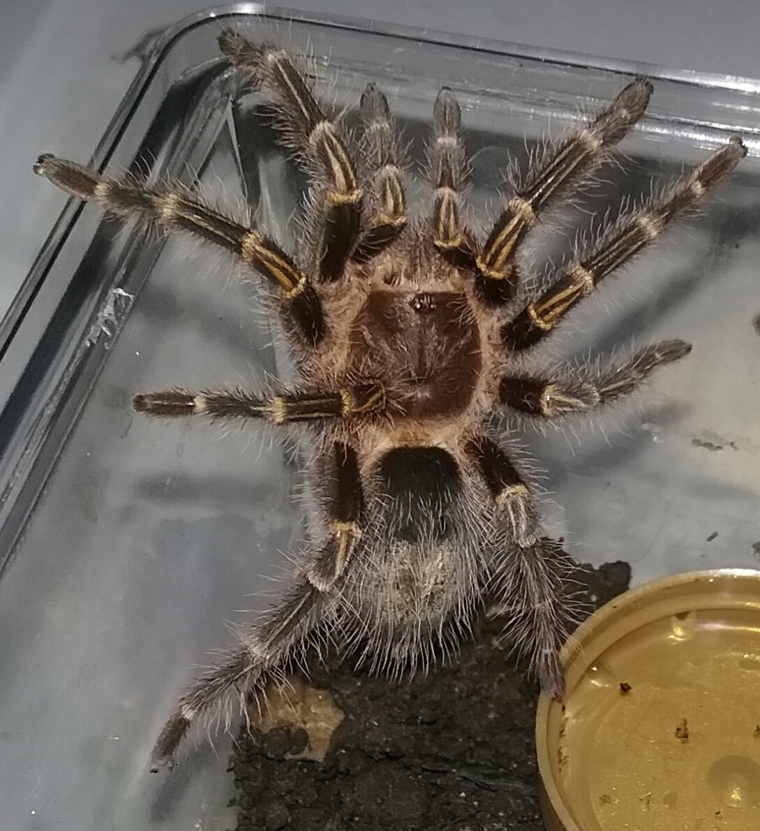 G. pulchripes