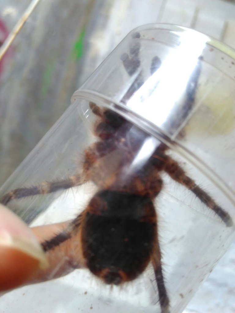 G. Pulchripes