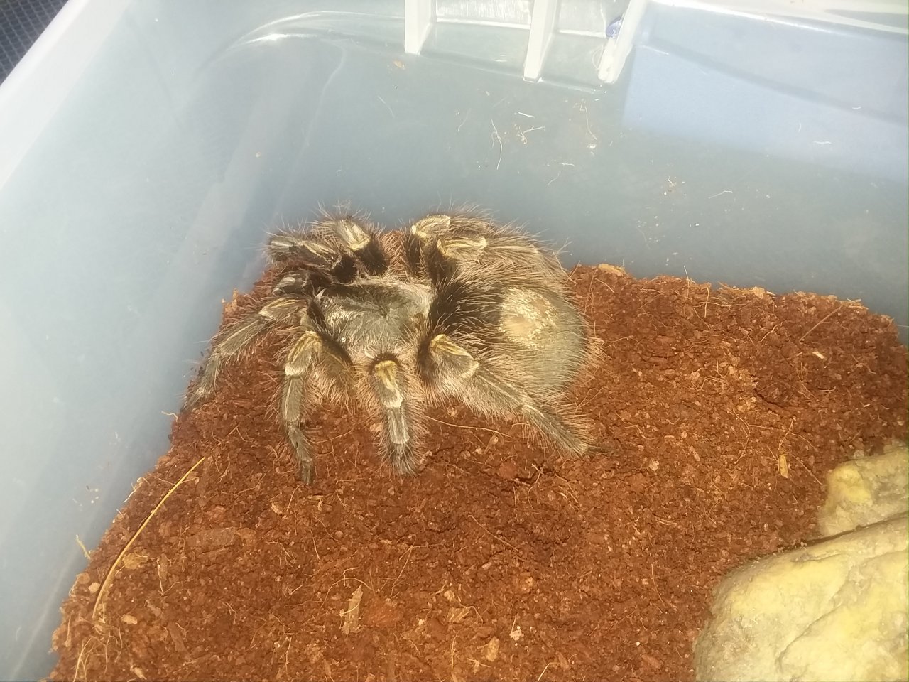 G. Pulchripes