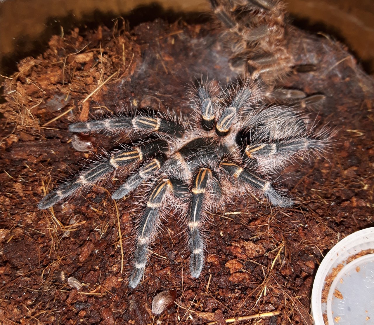 G.pulchripes